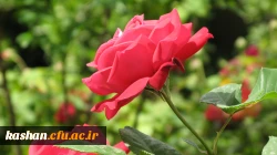 گل و گلاب کاشان