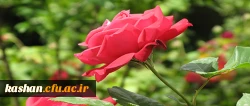 گل و گلاب کاشان
