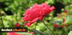 گل و گلاب کاشان