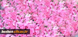 مراسم گلابگیری قمصر،نیاسر و برزک کاشان