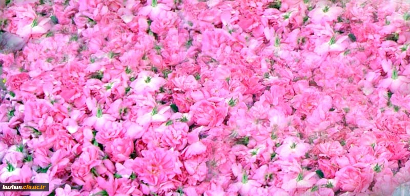 مراسم گلابگیری قمصر،نیاسر و برزک کاشان