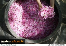 مراسم گلابگیری قمصر،نیاسر و برزک کاشان