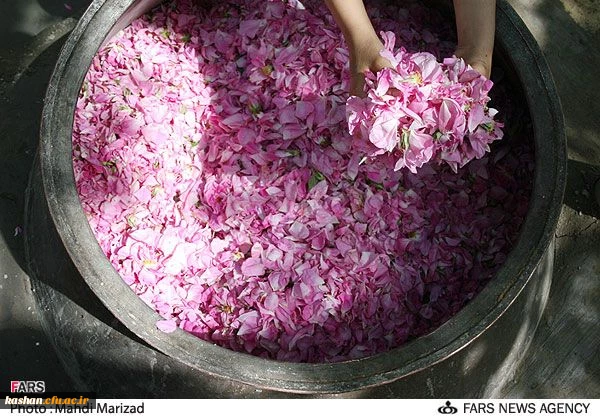 مراسم گلابگیری قمصر،نیاسر و برزک کاشان