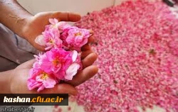 مراسم گلابگیری قمصر،نیاسر و برزک کاشان