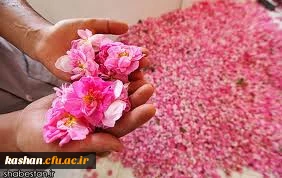 مراسم گلابگیری قمصر،نیاسر و برزک کاشان