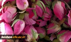 مراسم گلابگیری قمصر،نیاسر و برزک کاشان