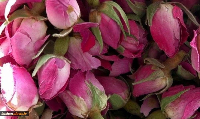 مراسم گلابگیری قمصر،نیاسر و برزک کاشان