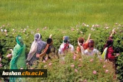 مراسم گلابگیری قمصر،نیاسر و برزک کاشان