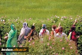 مراسم گلابگیری قمصر،نیاسر و برزک کاشان