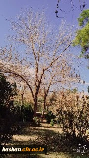 طبیعت پاییزی مرکز