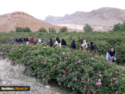 اردوی جشنواره گل برزک