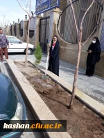 روز درختکاری 4